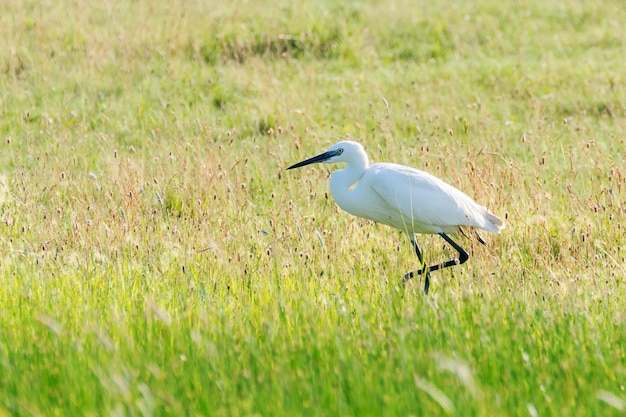 Garceta grande (Ardea alba) Garceta común