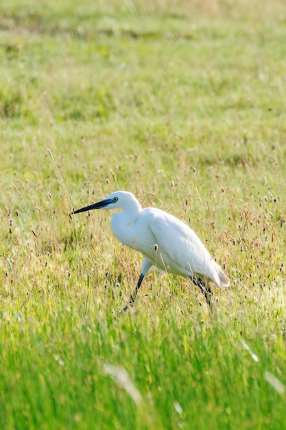 Garceta grande Ardea alba Garceta común