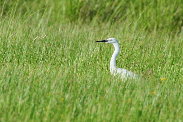 Garceta grande (Ardea alba) Garceta común