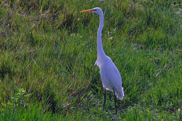 Garceta grande Ardea alba