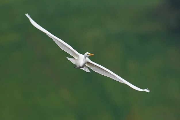 Garceta grande Ardea alba