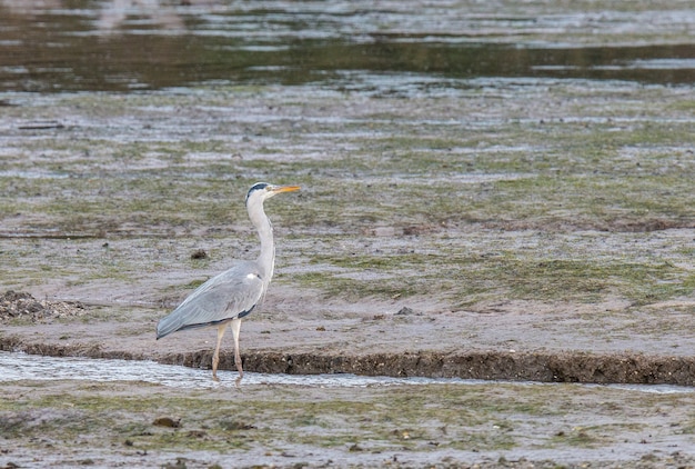 Foto garcetas y garza real se alimentan en el estuario del eo