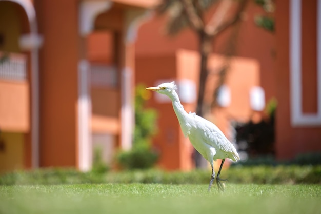 Garcilla bueyera blanca ave salvaje también conocida como Bubulcus ibis