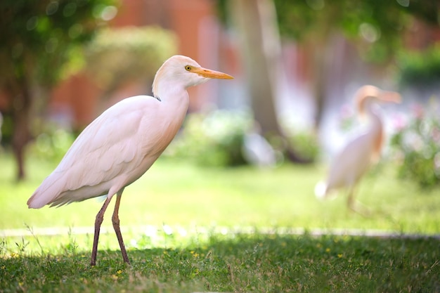 Garcilla bueyera blanca ave silvestre también conocida como Bubulcus ibis caminando sobre césped verde en verano