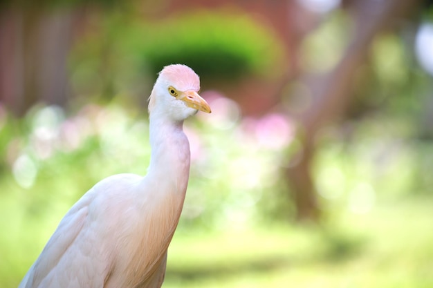 Garcilla bueyera blanca ave silvestre también conocida como Bubulcus ibis caminando sobre césped verde en verano