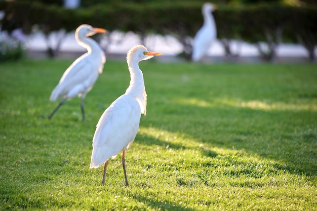 Garcilla bueyera blanca ave silvestre también conocida como Bubulcus ibis caminando sobre césped verde en verano