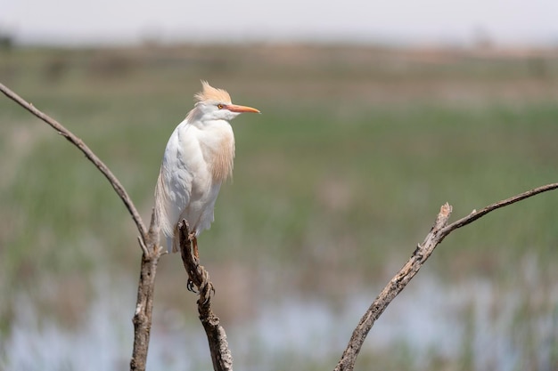 Garcilla bueyera (Bubulcus ibis) Málaga, España