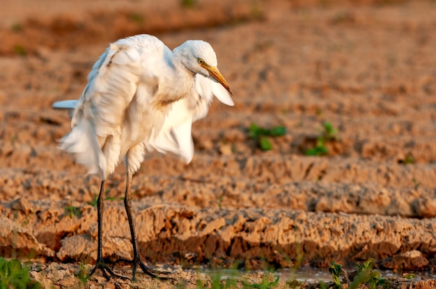 Garcilla bueyera revoloteando sus alas después de hacer preen