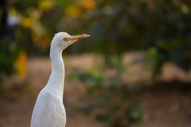 Garcilla bueyera