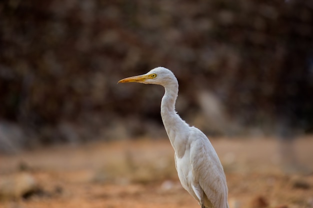 Garcilla bueyera