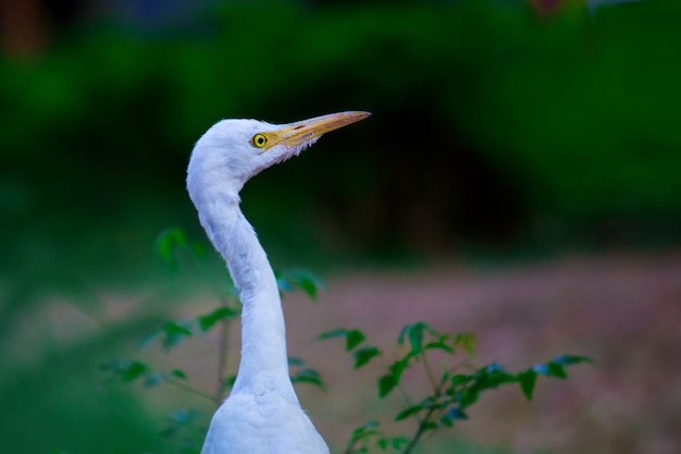 Garcilla bueyera