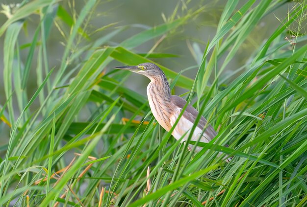 Garcilla cangrejera se encuentra en un lago verde reed