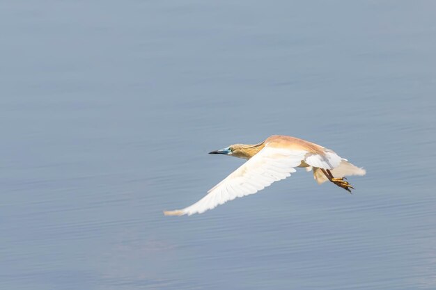 Garcilla cangrejera en vuelo (Ardeola ralloides)