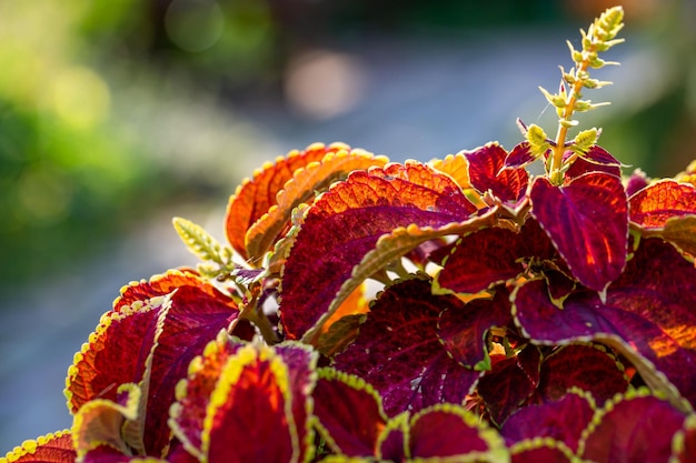 Garden Coleus blumei planta con follaje rojo brillante en la fotografía de primer plano de la luz del atardecer