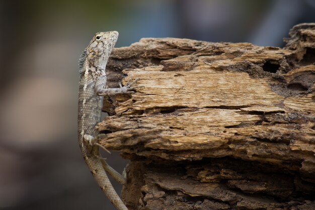 Garden Lizard en el tronco del árbol