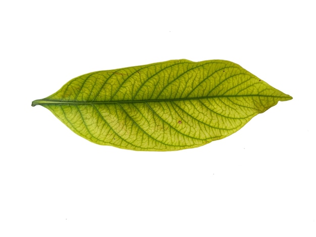 Gardênia augusta ou folhas de jasmim isoladas no fundo branco