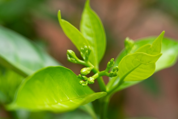 Gardenia es un género de plantas con flores, las flores aún no florecen