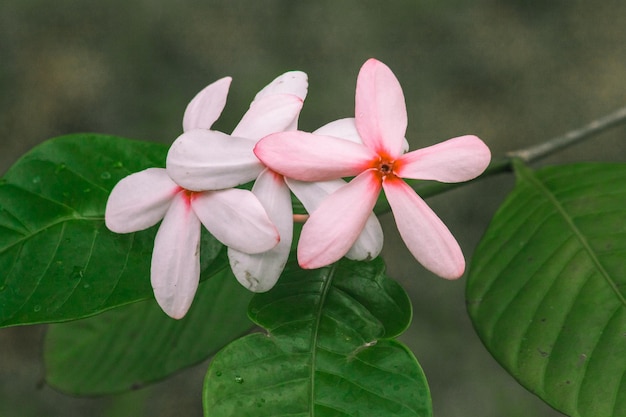 Foto gardenia rosa, hermosas flores de color rosa claro o blanco, floreciendo en un ramo. gardenia rosa es fácil t