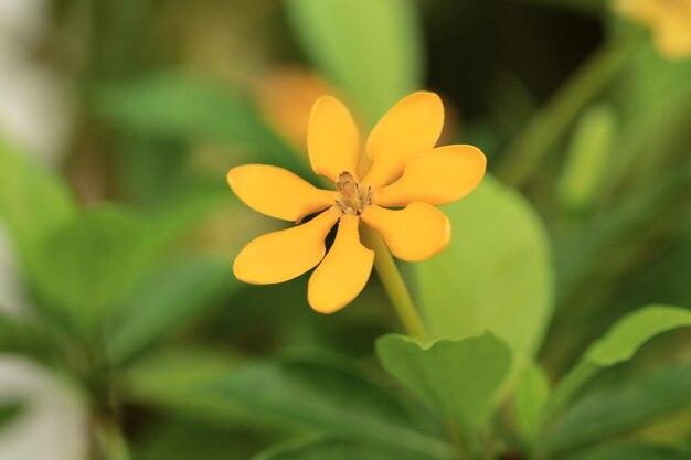 Foto gardenia sootepensis flor amarilla en el jardín