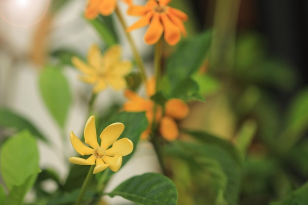 Gardenia sootepensis gelbe Blume im Garten