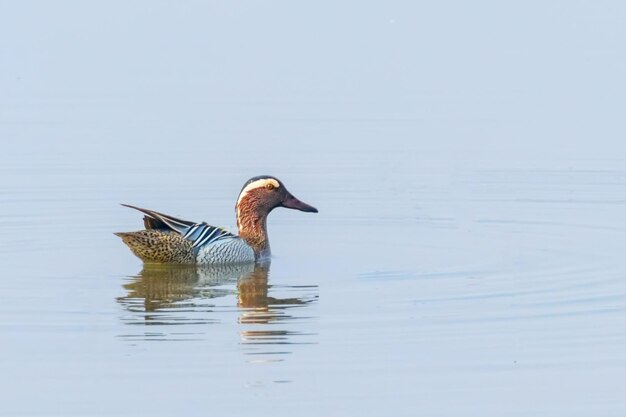 Garganey Duck on Water (Anas querquedula) Garganey männliche Tierwelt