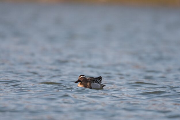 La garganey Spatula querquedula sobre el agua.