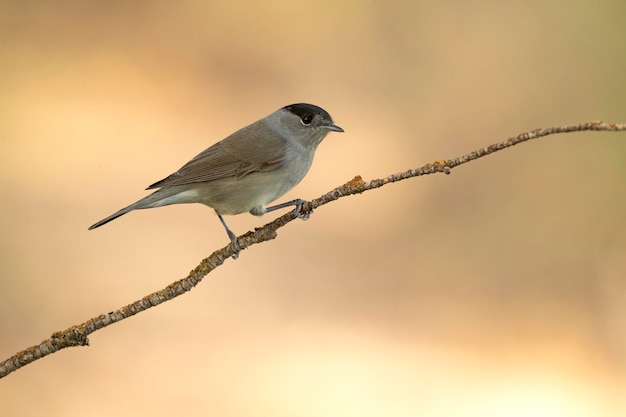 Garganta blanca común en un posadero dentro de un bosque mediterráneo de pinos y encinas en otoño