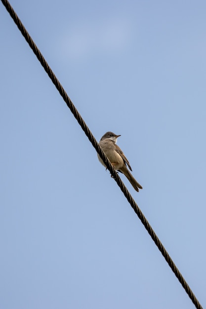 Garganta blanca común (Sylvia communis)