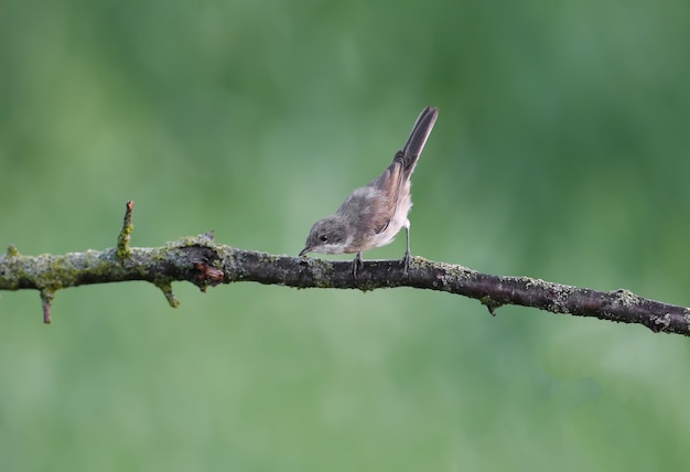 Garganta-branca-menor (curruca curruca) filmado em habitat natural em um galho e arbustos contra um fundo verde desfocado