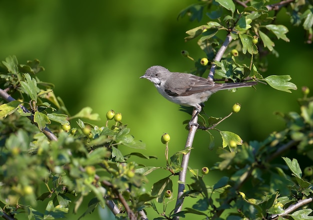 Garganta-branca-menor (curruca curruca) filmado em habitat natural em um galho e arbustos contra um fundo verde desfocado