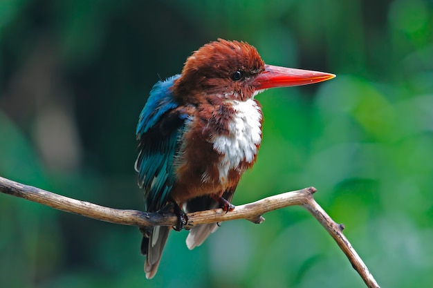 Garganta de garganta branca branca Smyrnensis Halcyon aves da Tailândia