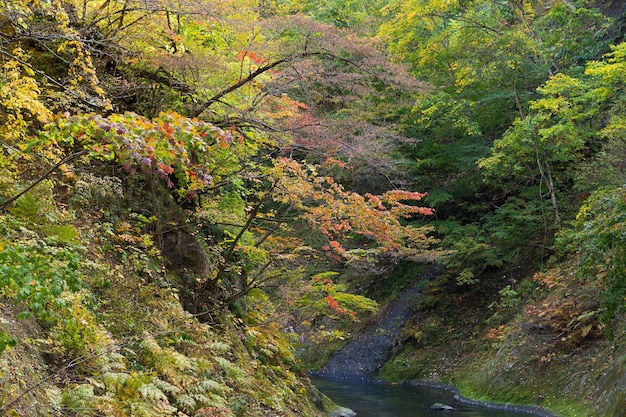 Garganta de Naruko Hojas de otoño