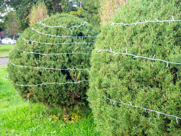 Foto garland en un arbusto en el parque arbusto de coníferas con una cuerda en las ramas preparándose para el año nuevo