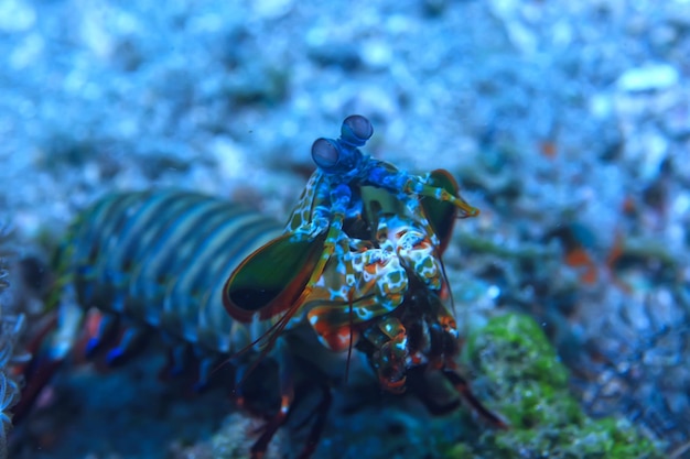 Garnelengottesanbeterin unter Wasser / Unterwasserszene auf einem Korallenriff, tropisches Meer, ungewöhnliche Kreatur, Makro