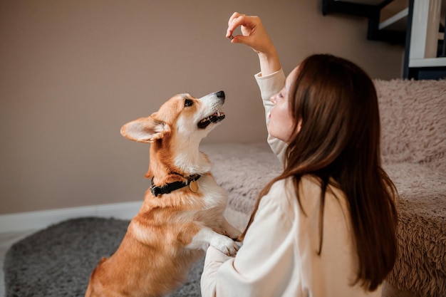 Garota atraente abraça e brinca com cachorro corgi em casa Welsh Corgi Pembroke com sua dona no chão da sala de estar