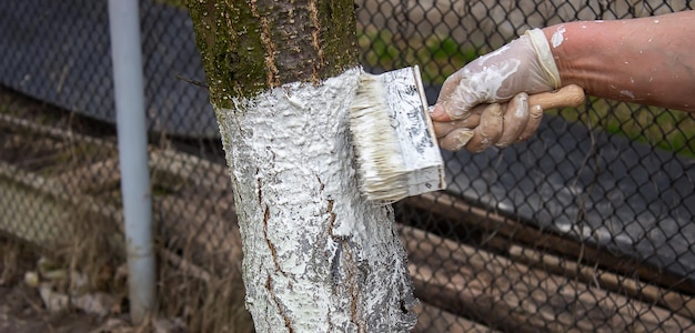 Garota branqueando um tronco de árvore em um jardim de primavera branqueamento de árvores de primavera proteção contra insetos e pragas foco seletivo