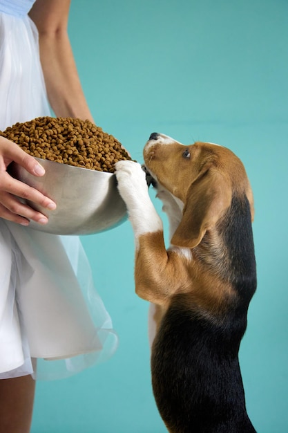 Garota dá a um filhote de beagle um enorme copo de aço cheio de comida de cachorro Foto vertical de um cachorro com muita fome em um fundo verde-azulado