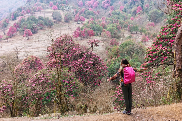 Garota de turista no fundo dos rododendros florescendo no himalaia, nepal