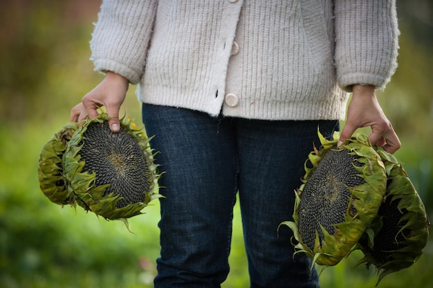Garota em roupas casuais segurando girassóis maduros cheios de sementes de girassol Conceito de agricultura