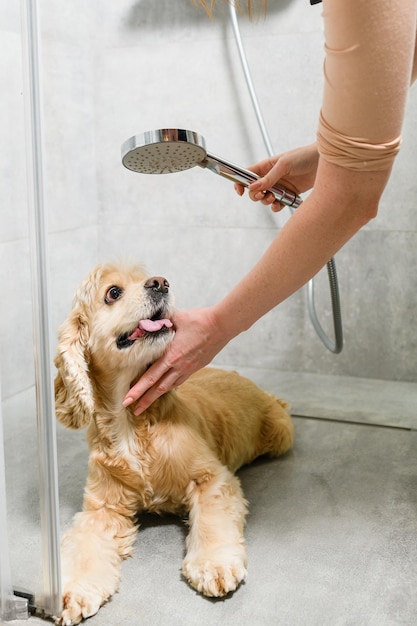 Garota lavando spaniel americano em um banheiro