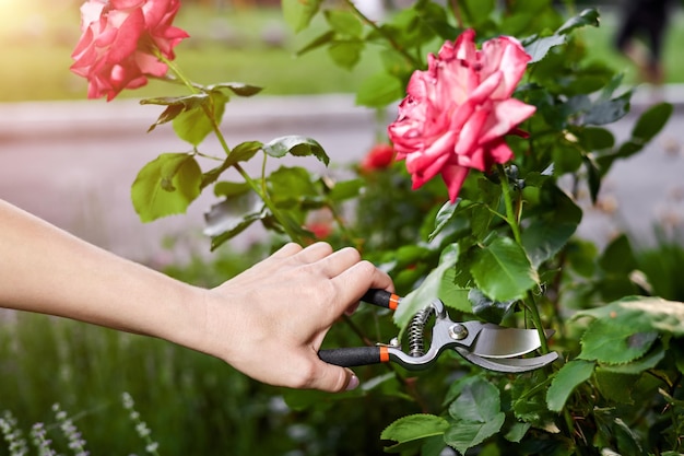 Foto garota podando roseiras com tesouras de podar