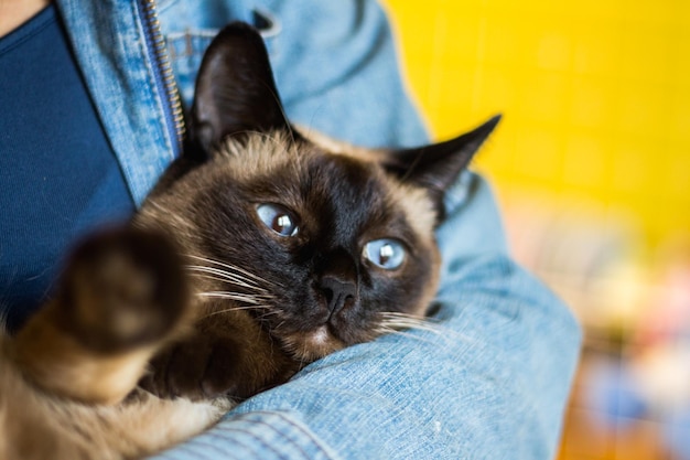 Garota tem nas mãos um lindo gato siamês