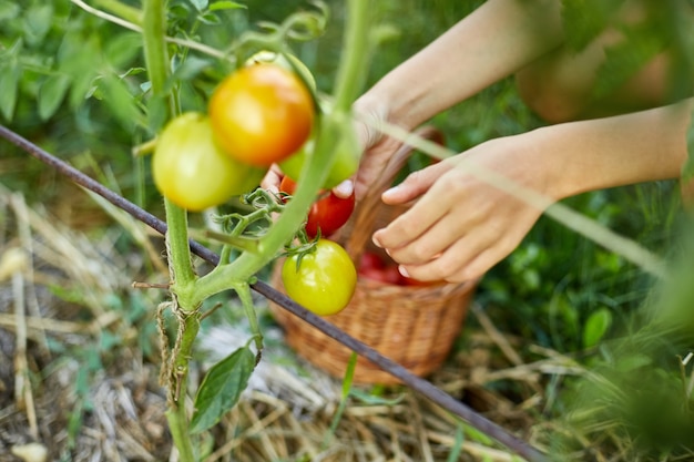 Foto garotinha, garotinha colhendo, colhendo tomates vermelhos orgânicos na jardinagem doméstica