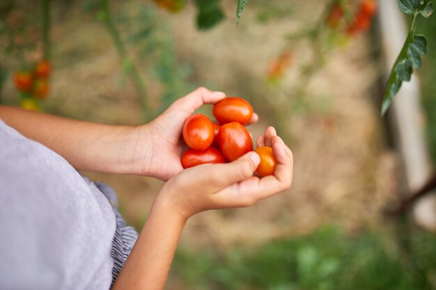 Garotinha segurando a colheita de tomates vermelhos orgânicos na jardinagem doméstica