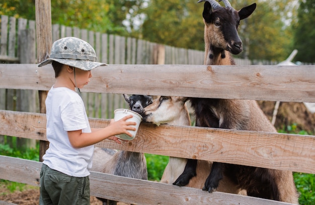 Garotinho com cuidado alimenta a cabra. Produto ecológico na fazenda.