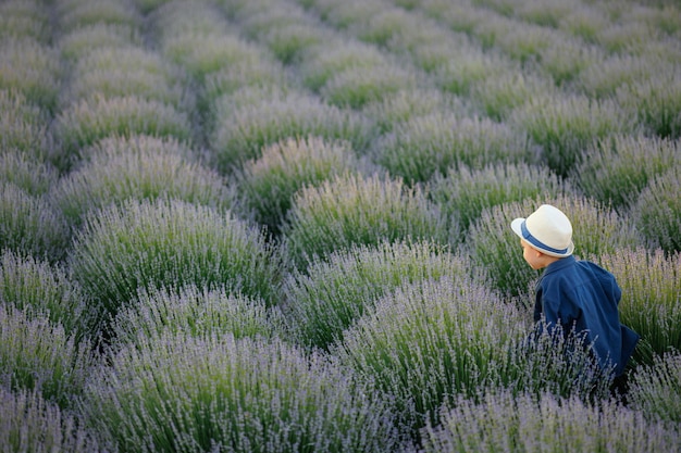 Garotinho de chapéu corre entre as fileiras com lavanda no campo