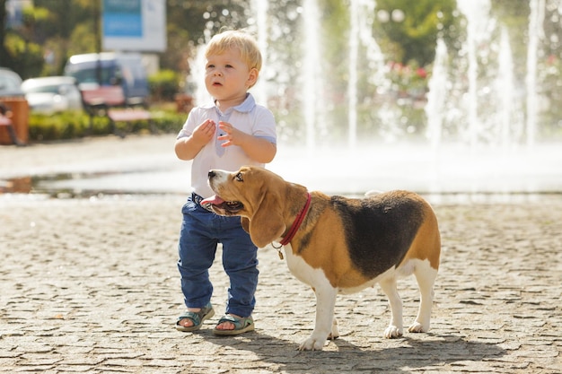 Garotinho está alimentando o cachorro beagle enquanto caminha