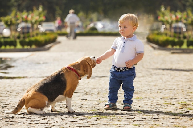 Garotinho está alimentando o cachorro beagle enquanto caminha