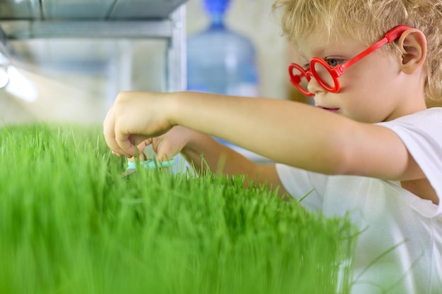 Garoto engraçado em óculos vermelhos corta grãos germinados de trigo verde com tesoura