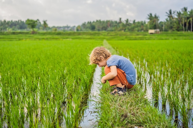 Garoto turista caminha em um campo de arroz viajando com crianças conceito lugar amigável para crianças